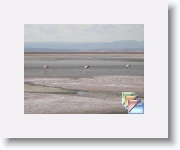 Salar de Atacama - Lagune Chaxa * (14 Diapositives)